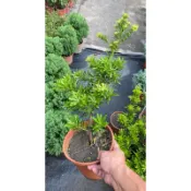 羅漢松樹羅漢松羅漢松6吋盆裝 圓藝植物/綠色植栽。實物拍攝。2023-10月高度。50公分限快遞