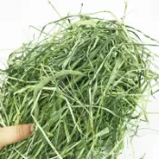 甜燕麥燕麥草甜小麥草苜蓿提摩西一割二割百慕達牧草高纖磨牙兔龍貓豚鼠全階段營養十足適口極佳