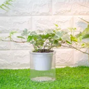 【免澆水懶人盆栽 | 常春藤室內觀葉植物】🎍 辦公桌擺設 | 綠意裝飾 | 創意禮物