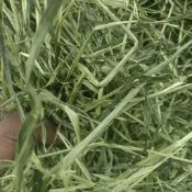 精選甜燕麥燕麥草甜小麥草苜蓿提摩西一割二割百慕達牧草高纖磨牙兔龍貓豚鼠通用營養均衡小寵超愛吃