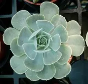 缺貨中~3寸盆 聖卡洛斯 多肉植物