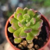 4公分盆“喬伊斯塔洛克”🔥穩根品🌵多肉植物❤️蘭心花卉