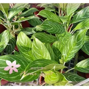 芙菈朵森林 白馬粗肋草 粗肋草 觀葉植物 室內植物 綠化植物