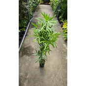 李家果苗 羅漢松 2吋盆 景觀樹 小樹苗 高度30公分 特價45元 超商最多寄12棵