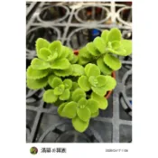 滿築觀葉彩葉草：小葉左手香