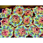 免運 蓮花108朵往生小蓮花 A級九轉卍字紙張 12張 蓮花頭  紙蓮花 紙紮 往生殯葬用品 紙紮祭祀用品 祭祖金紙