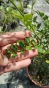 ╭＊田尾玫瑰園＊╯ 綠籬植物-(細葉七里香)5吋盆高1尺100元