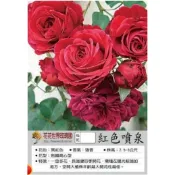 花花世界_玫瑰苗--紅色噴泉，Red Fountain--黑紅色玫瑰/3.5吋黑軟盆/高10~30公分/MA