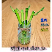開運竹 萬年青 觀音竹 水耕盆栽 無土種植 辦公室植物 觀葉植物 室內植物 完全水培養 玻璃瓶  水根植物懶人盆栽 水培
