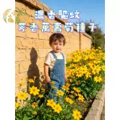 現貨隔日寄 芳香萬壽菊種子 防蚊草籽 甜萬壽菊 驅蟲植物 香草種子 陽台盆栽 四季開花 驅蚊花草造景 多生草本 可食花卉