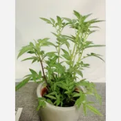 ｛英宏｝芳香萬壽菊3寸 香草植物 開花植物