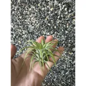 (店+)空氣鳳梨 小精靈 懶人植物