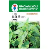 (店+)【天橙種子】貓薄荷種子  H-105 荊芥 約200粒 香草種子 農友種苗 彩色原包裝