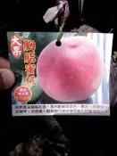 ╭＊田尾玫瑰園＊╯水果苗-(胭脂蜜桃)