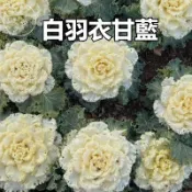 💥沙拉必備💥【🥬白色羽衣甘藍種子】隔日達 沙拉 速生 耐寒 陽台盆栽 家庭菜園 庭院種植 易種好活 高發芽率 四季可播