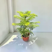 植物空間 南洋杉8吋 可做聖誕樹 8吋盆 林木植物