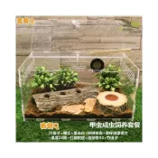 (店+)爬蟲箱 活體成蟲甲蟲獨角仙飼養盒 寵物箱 亞克力造景箱 蜘蛛守宮鍬形蟲造景 爬寵箱 豹紋守宮睫角肥尾鬆獅蜥蜴角