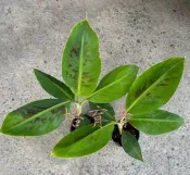 培育者～香蕉苗。台蕉二號。巴貝多爾矮蕉苗。矮生 抗風