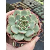 🌸沛宇多肉🌸 桃太郎 🌸三吋盆 穩根連盆寄送，運送過程會掉葉，可接受再購買