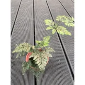 槲蕨/狼尾蕨/骨碎補 ｜3吋盆～可食用蕨類植物⋯