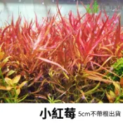 《林作物》水草 小紅莓 紅色水草 水中葉 中景 後景 一般級