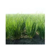 (店+)【蔬菜之家】D04.北蔥種子3克約1100顆 香味濃，耐熱性強，抽苔開花較早蔥類種子