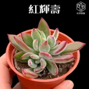 [狂買園藝] 多肉植物 紅輝壽（錦晃星） 3寸盆 /小品盆栽/仙人掌/送禮小物/婚禮小物
