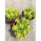 松葉景天｜3吋盆～多年生肉植植物⋯