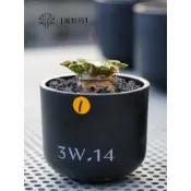 橦3W.14_姬牡丹1～2/塊根植物/植栽/一拍一物/實生/盆器/多肉植物/珍稀植物/稀有植物/caudex
