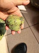 六龜-龍紋青石-青龍紋石-青龍石-多彩紅龍青石，大小如圖，雕刻好料