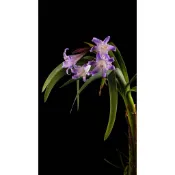 藍色孤挺花/拖盆寄出/擇優出/莖徑3.5以上