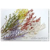 ◎花語人造花資材◎＊卡斯比亞插支＊花藝盆景配花~櫥窗~花圈花環~會場佈置