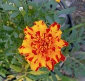 種子 ( 草花 )  -  萬壽菊  (  醉了  )