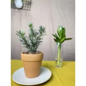 ｛英宏｝常綠植物 雀舌羅漢松3.5寸