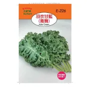【醬米資材899免運】羽衣甘藍 青舞 天星牌 蔬菜種子 彩色原包裝 泥炭土 培養土 靚土 小包裝種子