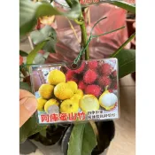 阿酷蜜山竹/嫁接苗/永吉種苗園
