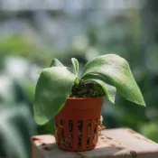 Little crown+捲捲鹿鹿角蕨孢子苗 1.7吋盆 蕨類植物 鹿角蕨上板 觀葉植物  【阿金的便秘花園】