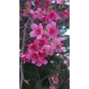 櫻花苗（山櫻花）限宅配