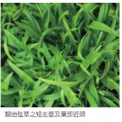 【醬米資材】類地毯草 造粒優級種 草種子 草籽種子 發芽率高  愛芬地毯草種子 粉衣種子多年生草籽 100g /500g
