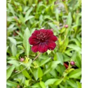芙菈朵森林 巧克力波斯菊 黃波斯菊 大波斯菊 波斯菊 觀花植物 季節花卉 觀賞花卉