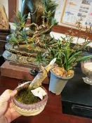 日本品種無接枝近4公分粗幹舍利，造型漂亮小葉珍珠雀舌羅漢松小品盆栽好種植喜歡半日照以上潮濕環境層次分明便宜賣郵局嘉里免運