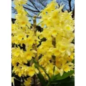[精選蘭花]經典春石斛蘭花-糖果 (零售/批發)