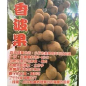 ★綠霖園藝★香波果苗 實生苗 水果樹苗/新興果樹/果苗/嫁接/植物/盆栽