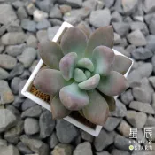 【星辰多肉】奧普琳娜  三吋 穩根連盆寄送。多肉植物，療癒，觀葉，多肉。（寄送會掉葉，可接受再下單）