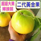 二代頂級黃金果苗🟡矮化嫁接盆栽🟡1年3收+快速產果+白肉大果+高甜度 樹苗 果苗 矮化果樹 矮生盆栽 水果苗 水果盆栽