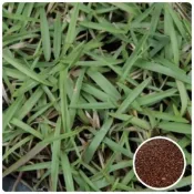 (店+)【天橙種子】假儉草種子 純種子 懶人草 1公斤 無需常修剪的草皮 庭園、綠化、公園適用