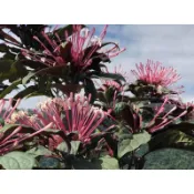 鳳凰花園～煙火樹、閃爍茉莉枝條15cm