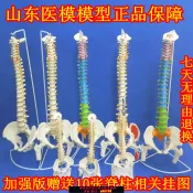 什物集 【台灣公司 可開發票】脊椎模型成人 脊柱模型 人體正骨骨骼模型彩色脊椎腰椎胸椎模型