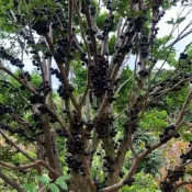 樹葡萄 沙巴樹葡萄實生苗 嘉寶果樹艾斯卡樹四季種植果樹 3吋