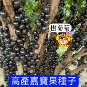 沐耕園|🌱🌱【嘉寶果種子】樹葡萄種子 掛果水果樹 嘉寶果樹種子 水果種子 果期長達90天 陽台果園種植 可盆栽地栽植